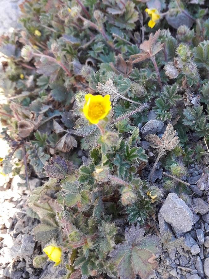 Potentilla crantzii flower