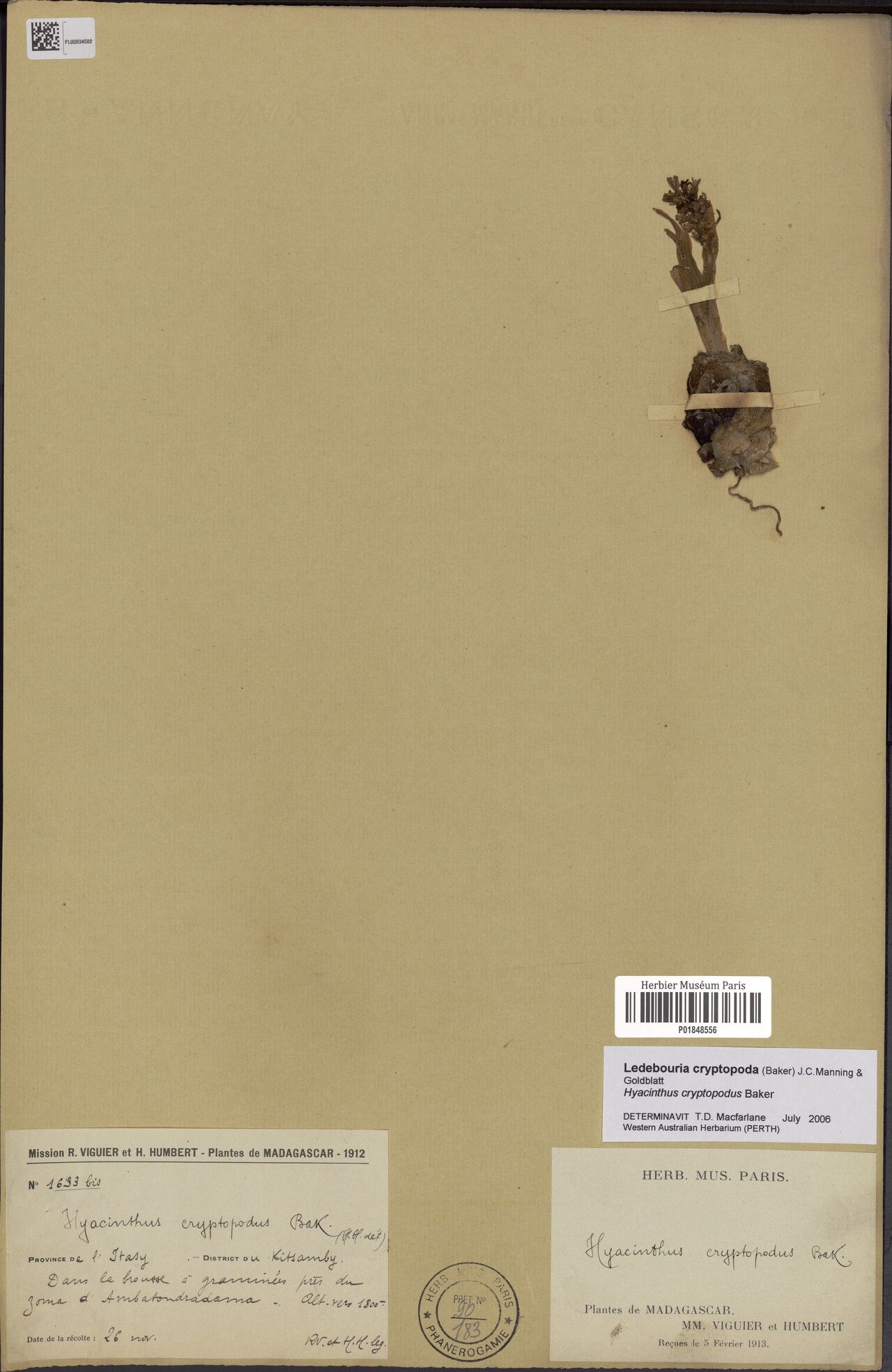 Drimia cryptopoda — related species from the same genus