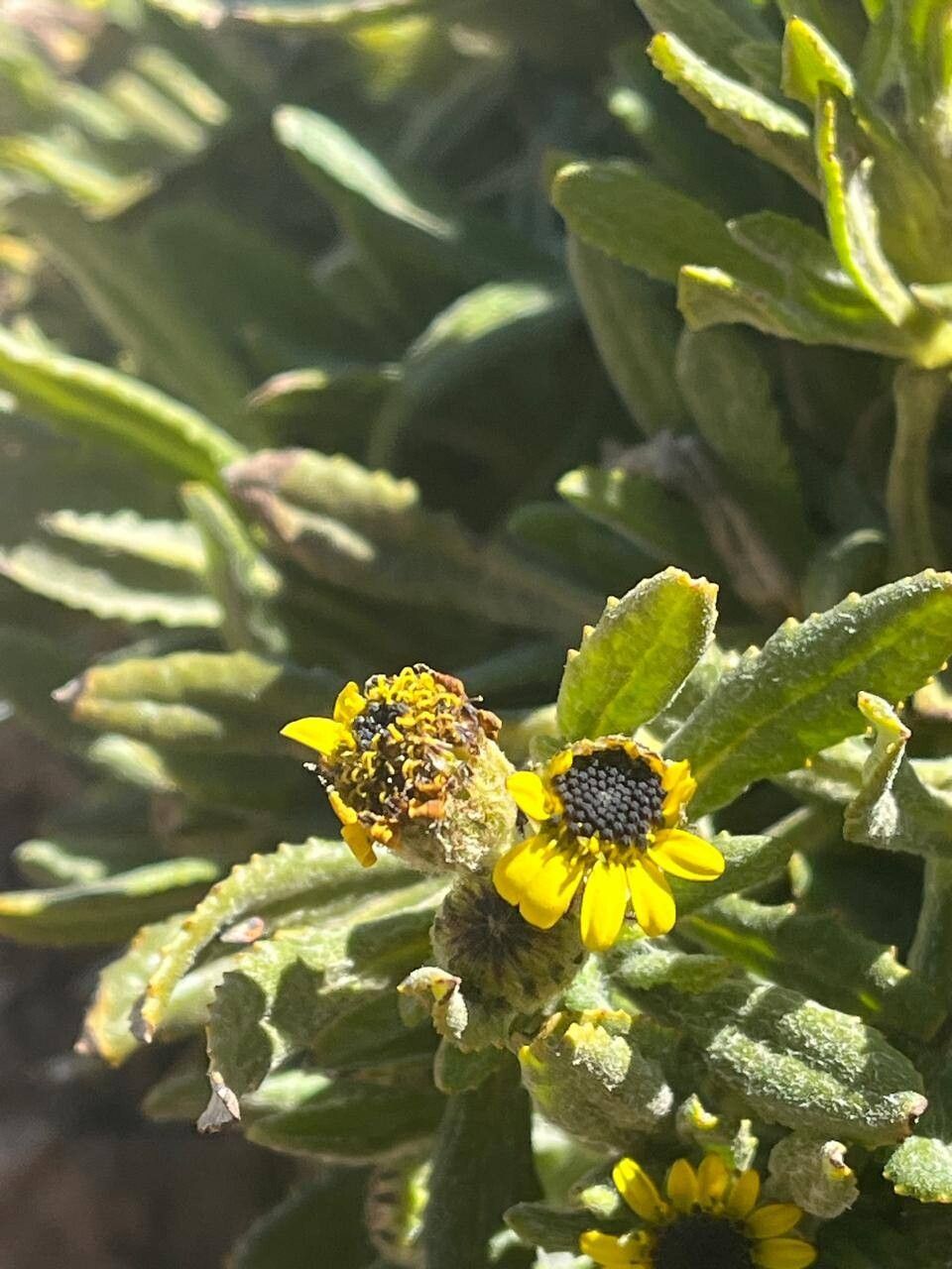 Senecio keniophytum flower