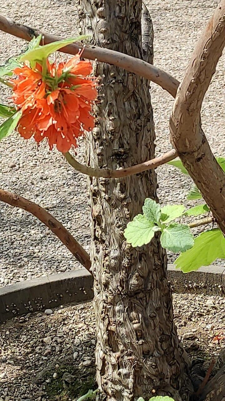 Greyia flanaganii bark
