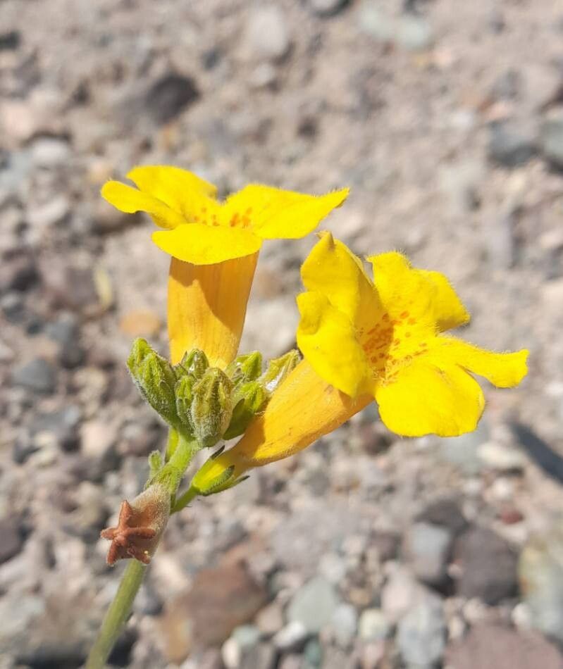 Argylia robusta flower