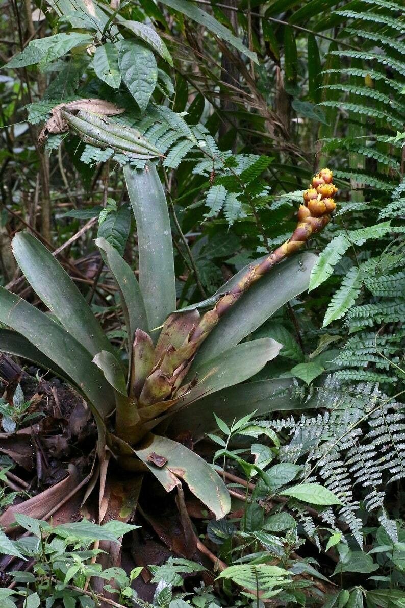 Guzmania teuscheri — search result for 'Guzmania'