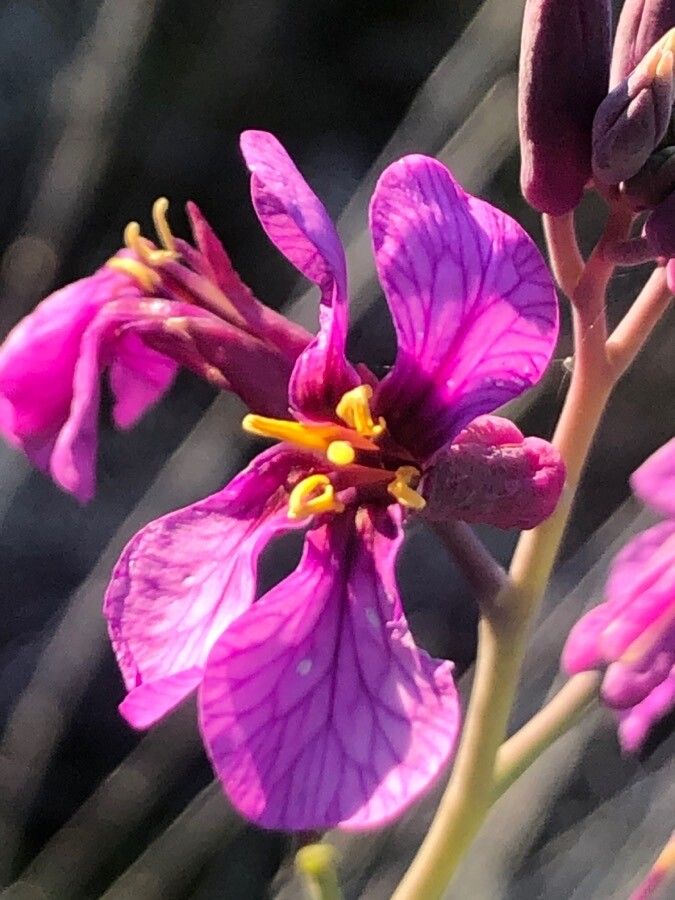 Moricandia moricandioides flower