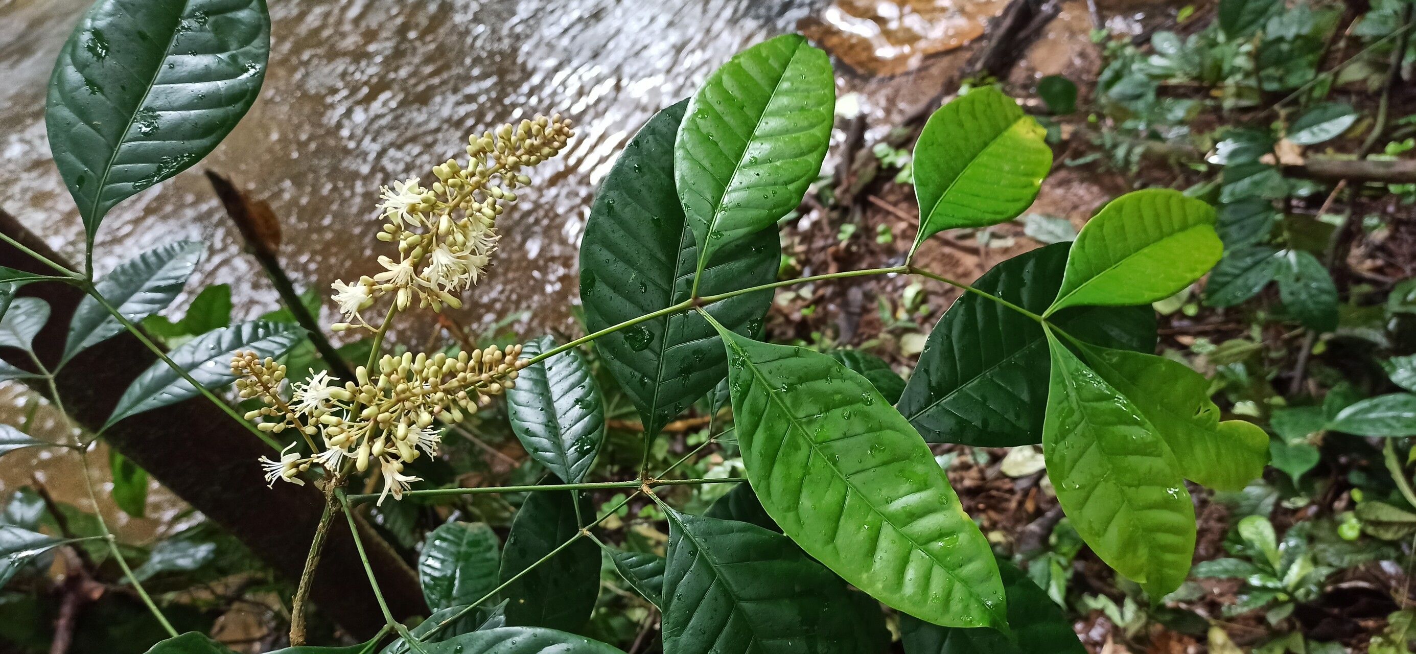 Simaba africana flower
