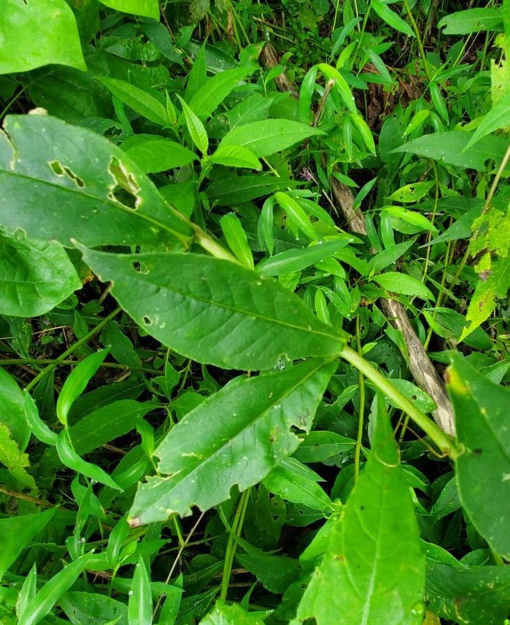 Phlox carolina — search result for 'Phlox'
