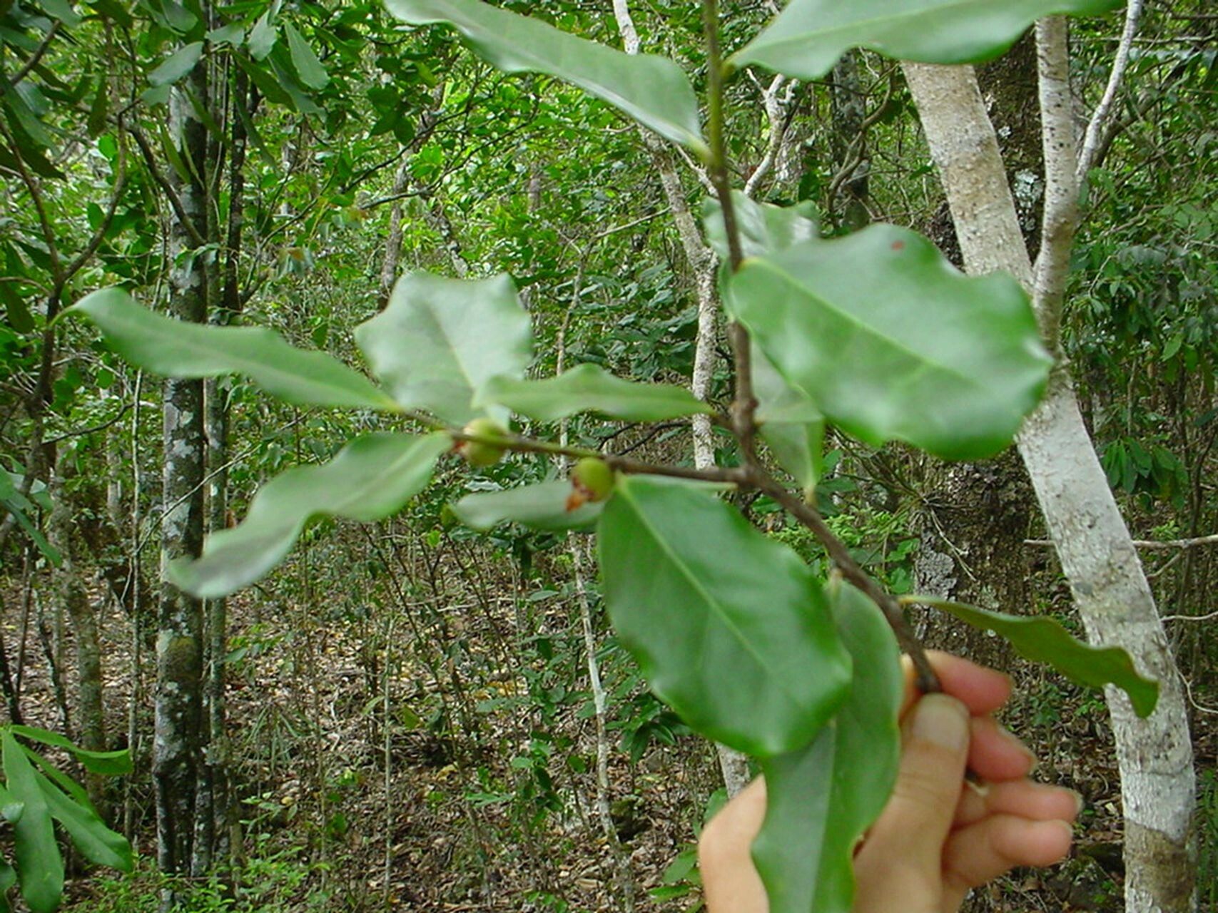Diospyros cherrieri habit