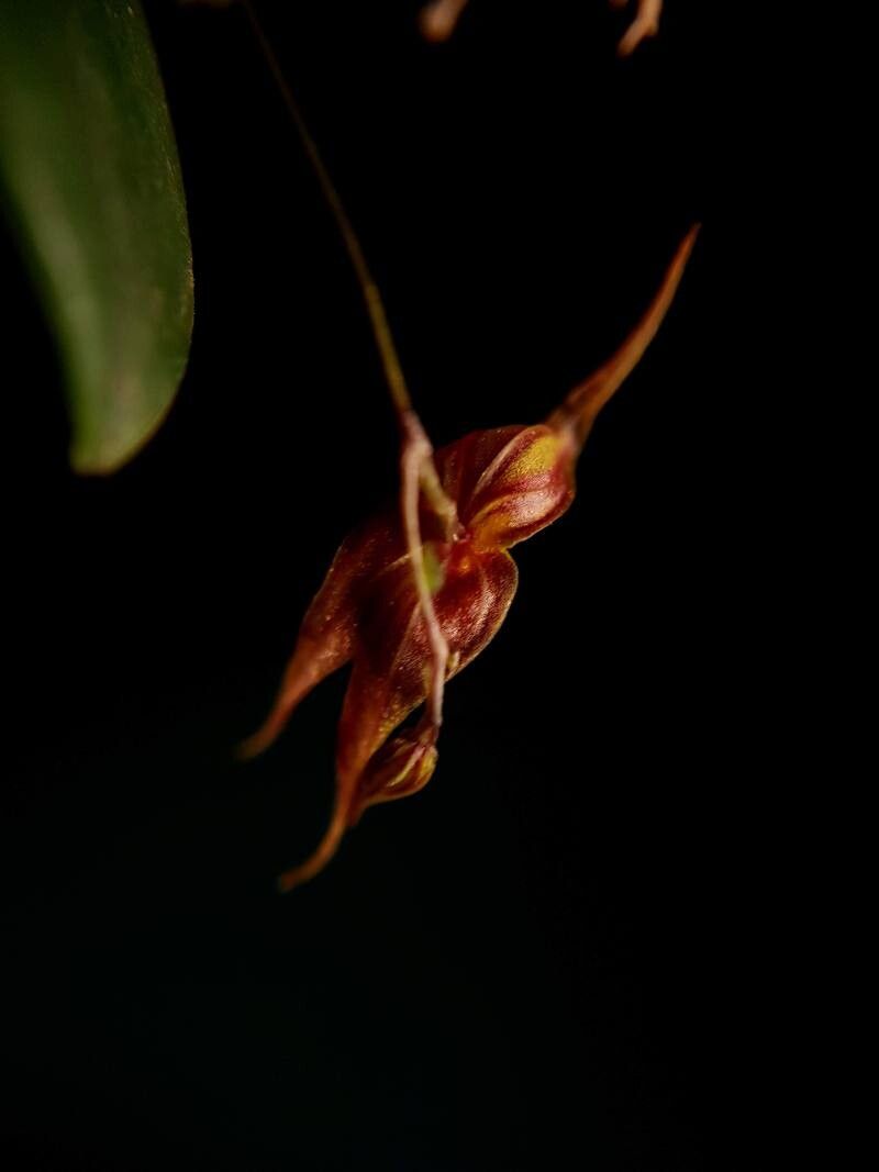 Lepanthes horrida flower