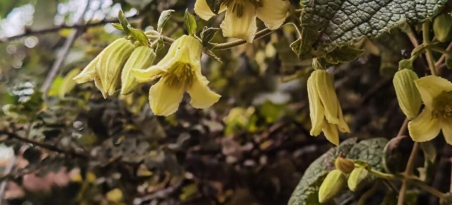 Emmenanthe penduliflora flower