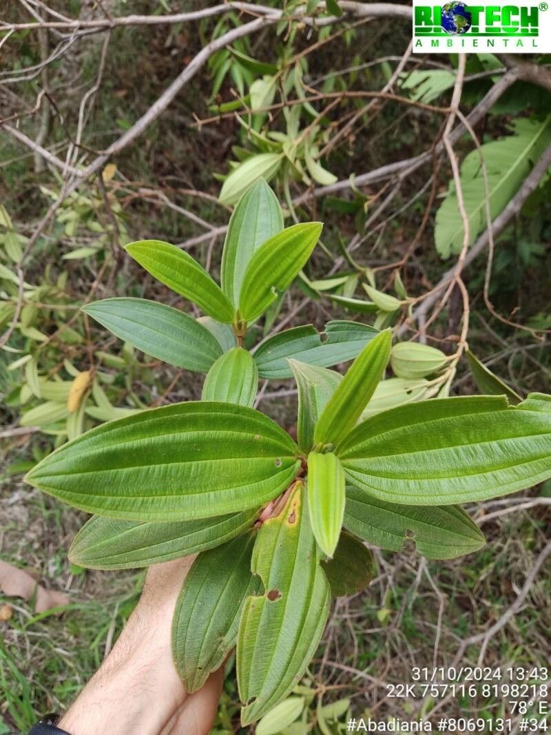 Pleroma candolleanum leaf