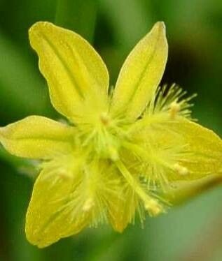 Bulbine alooides flower