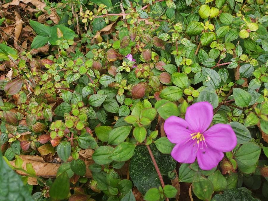 Dissotis rotundifolia leaf
