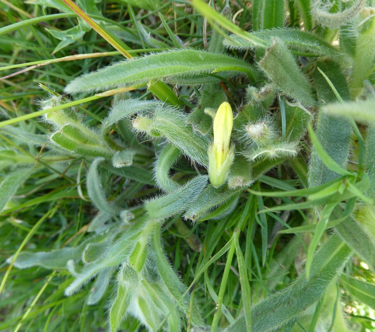 Onosma tricerosperma — houseplant care guide