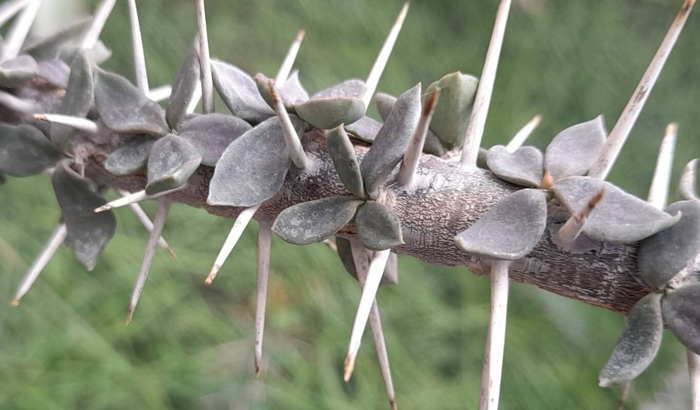 Euphorbia beharensis leaf