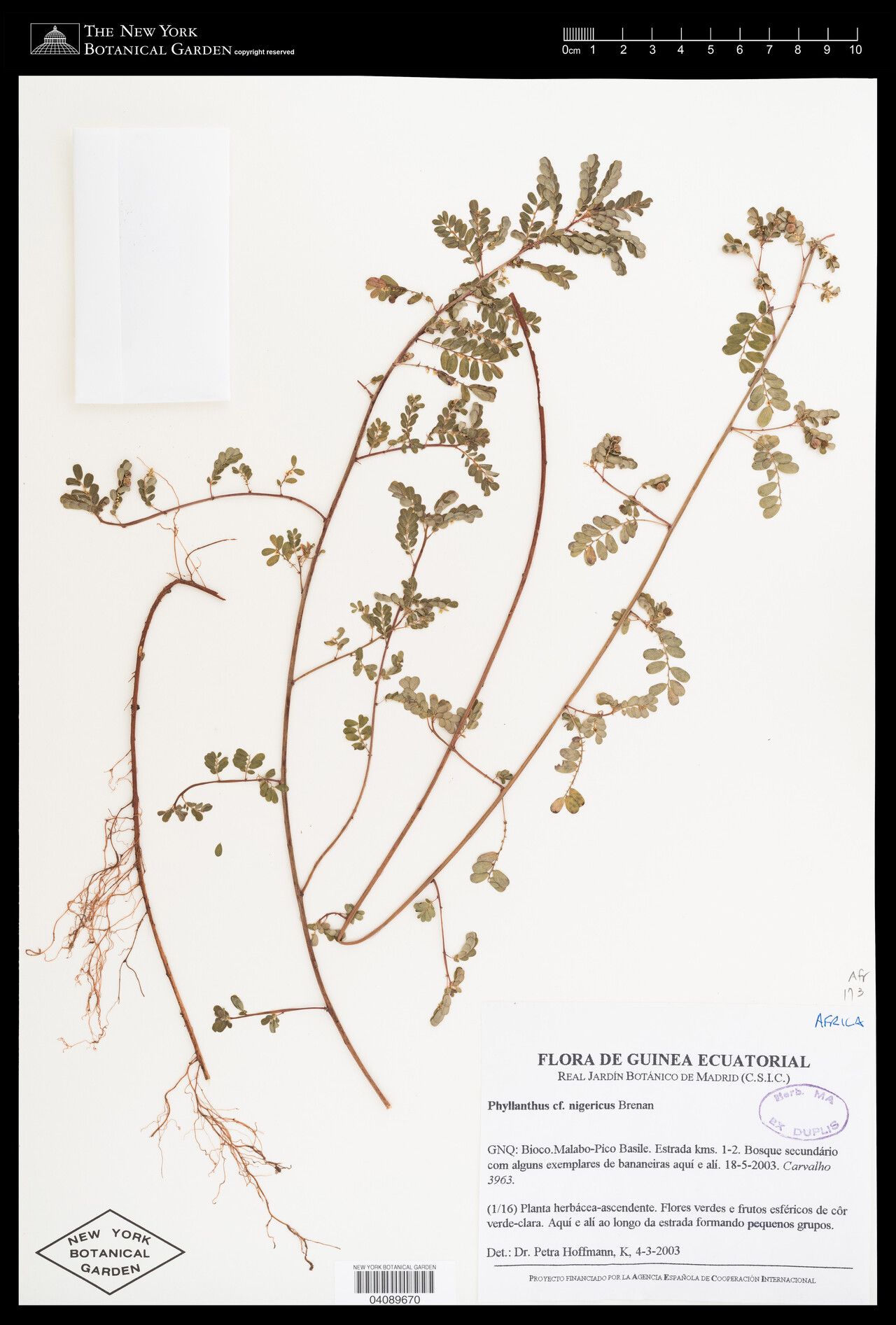 Phyllanthus nigericus — houseplant care guide