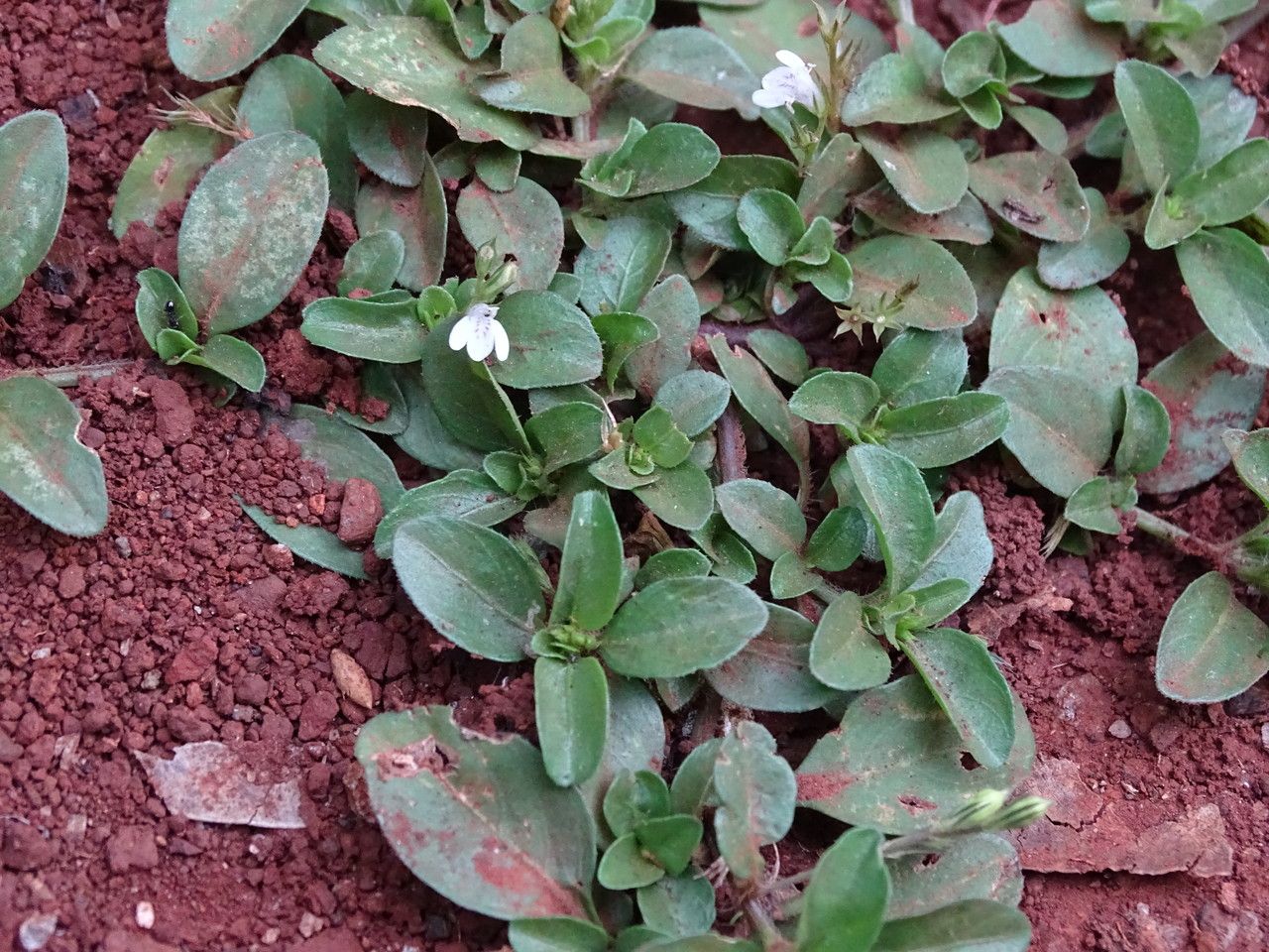 Justicia pilosella flower