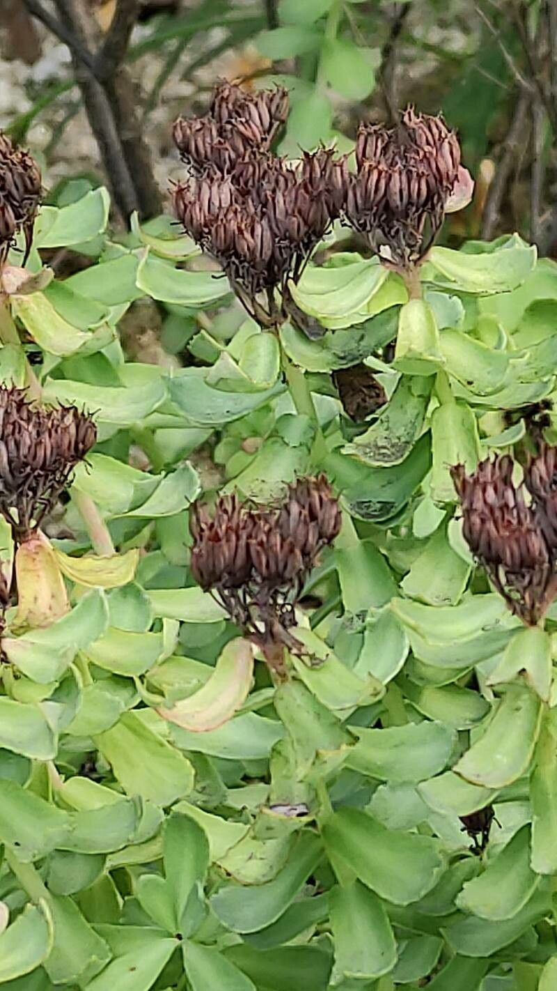 Rhodiola ishidae fruit