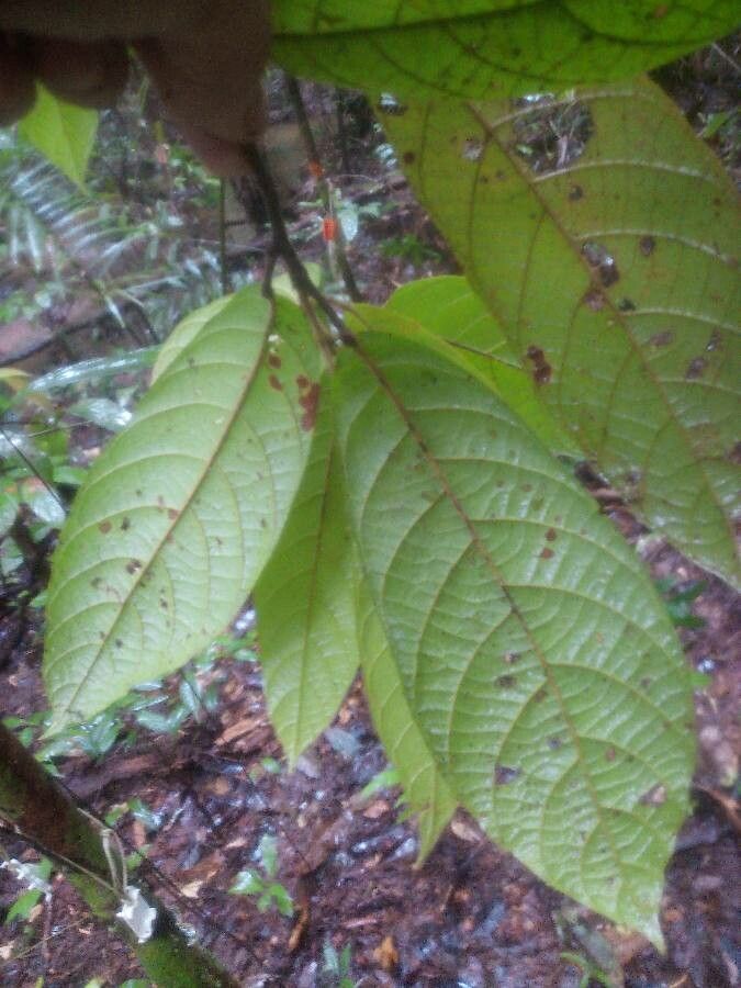 Sloanea garckeana leaf