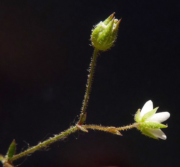 Arenaria modesta other