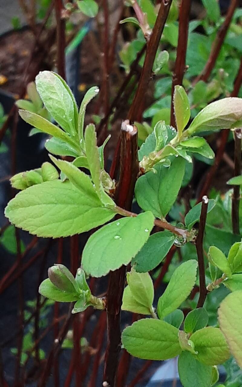 Spiraea × billardii leaf