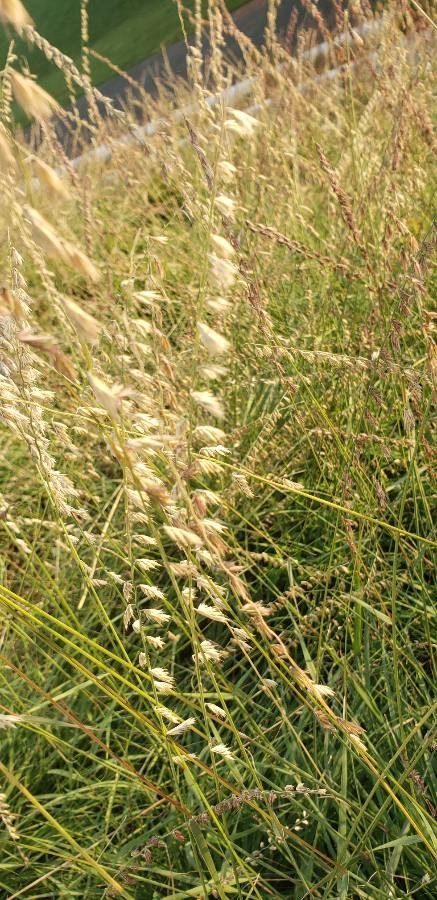 Bouteloua curtipendula fruit