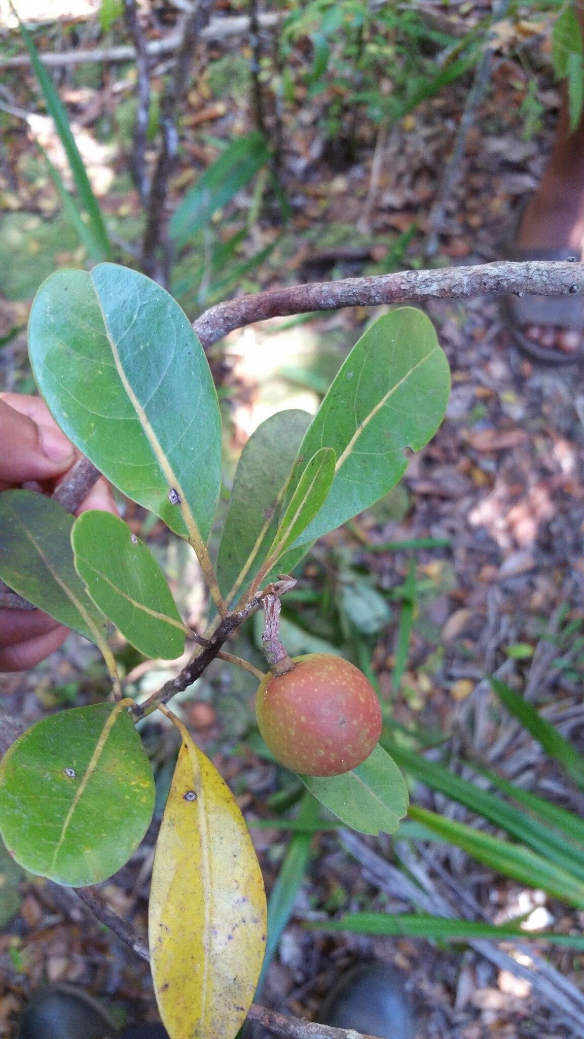 Beilschmiedia madagascariensis fruit