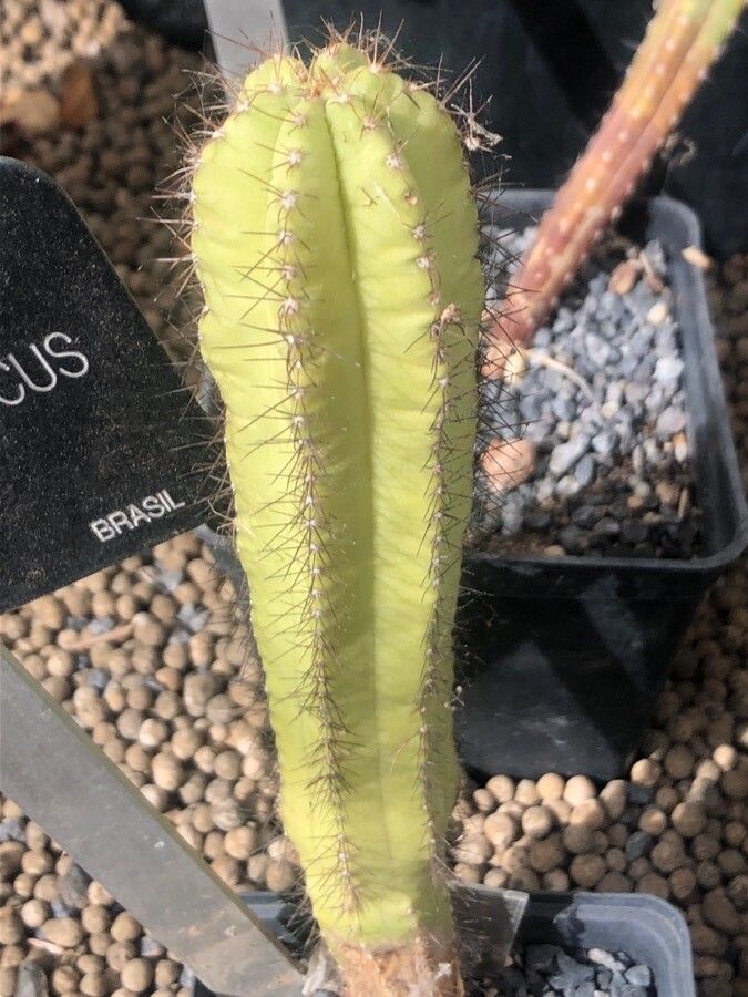 Pilosocereus magnificus — search result for 'Pilosocereus'