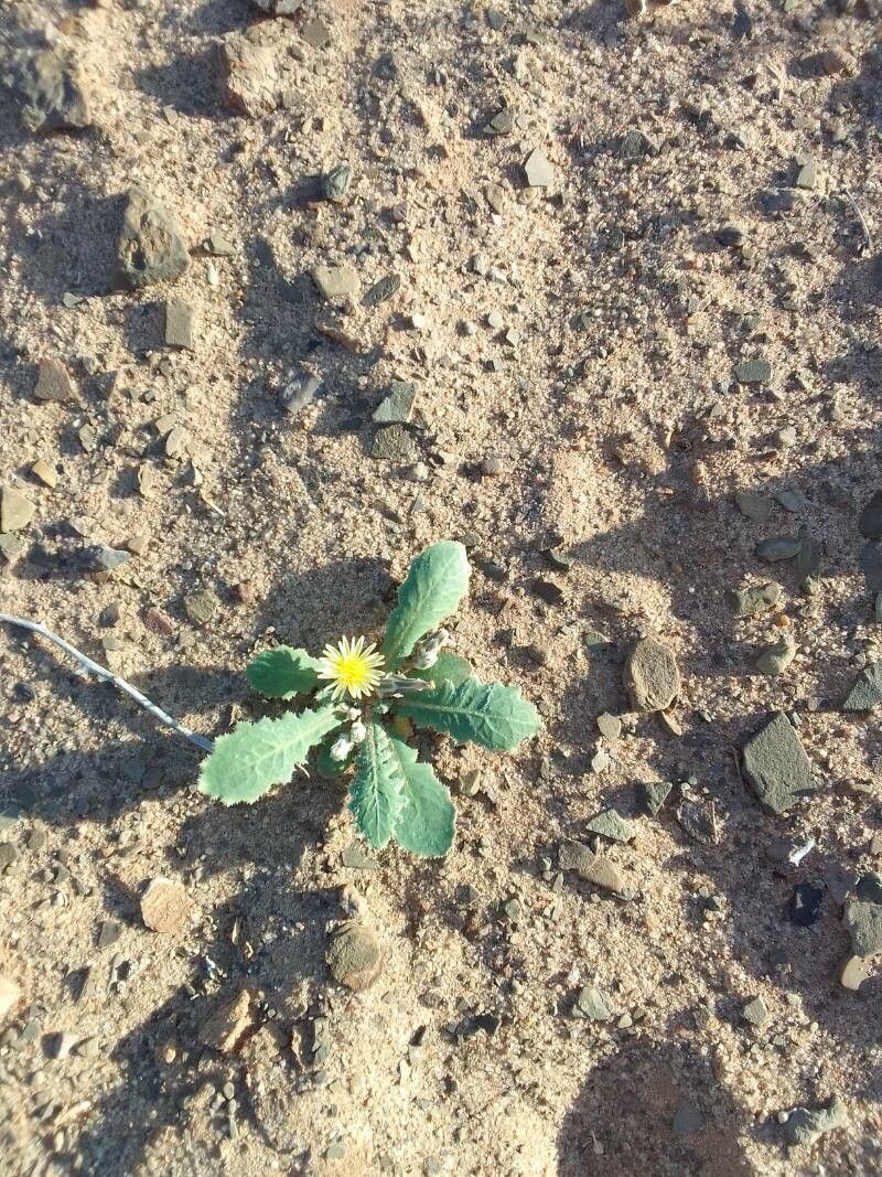 Launaea capitata leaf