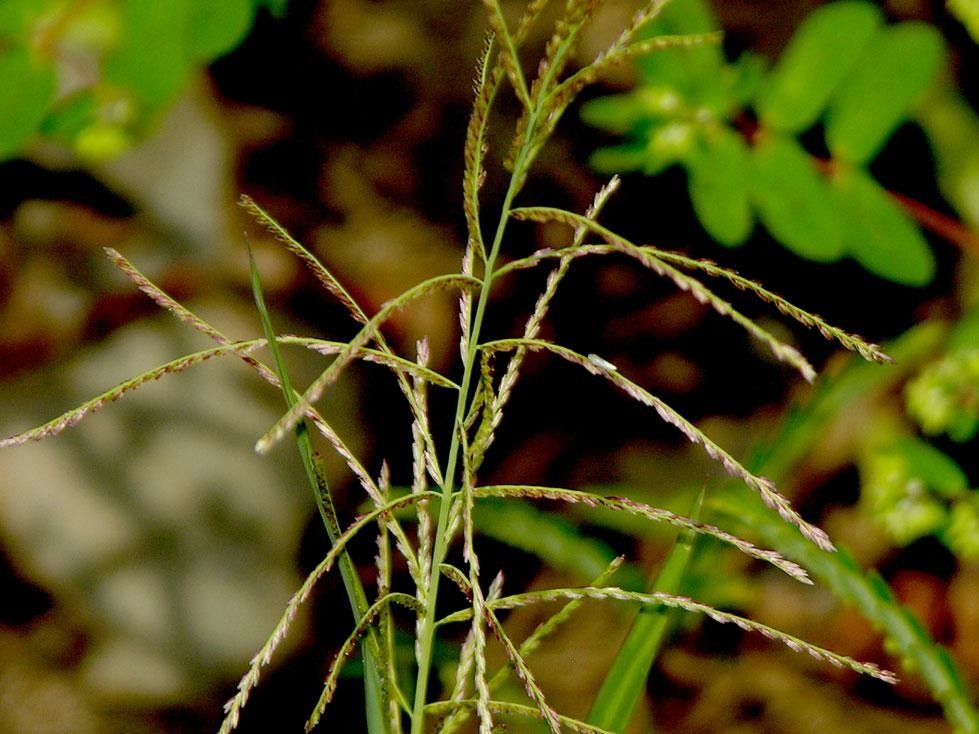 Leptochloa scabra other