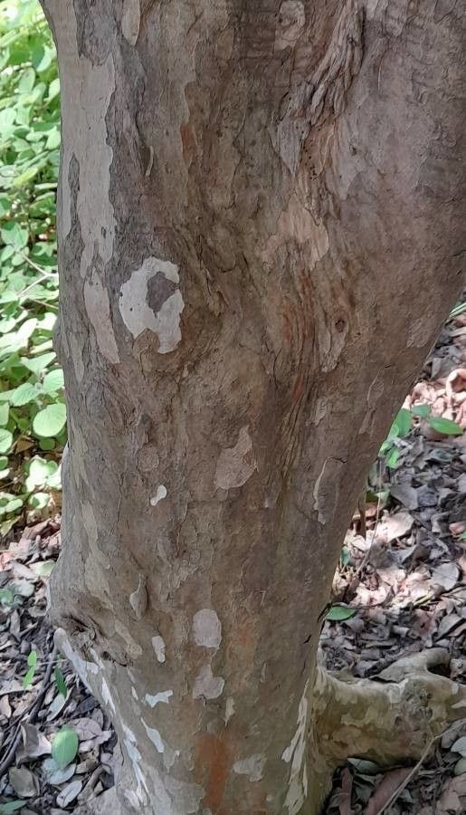 Myrcianthes pungens bark