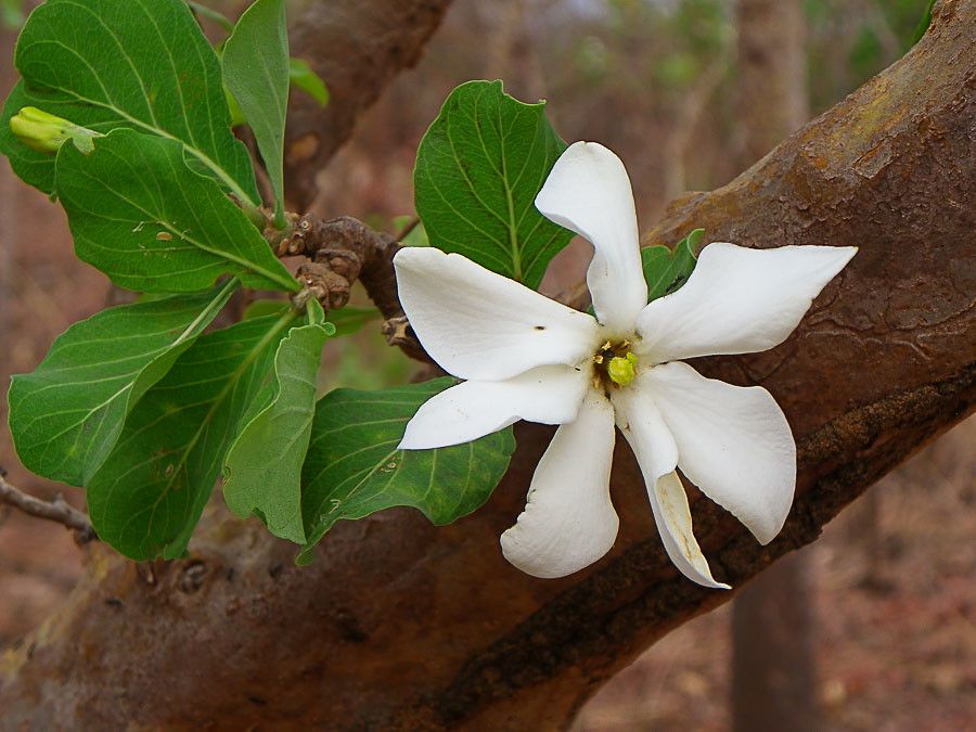 Gardenia erubescens flower