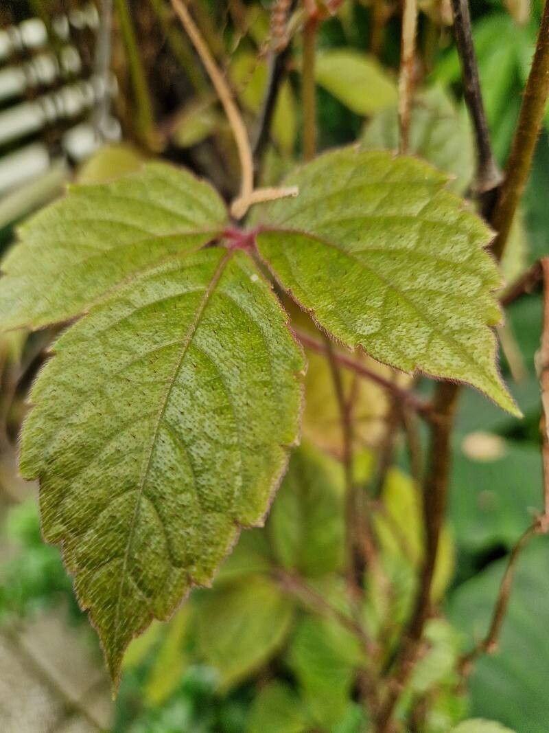 Cyphostemma njegerre — houseplant care guide