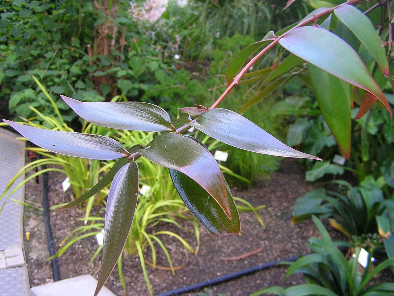 Agathis labillardierei leaf