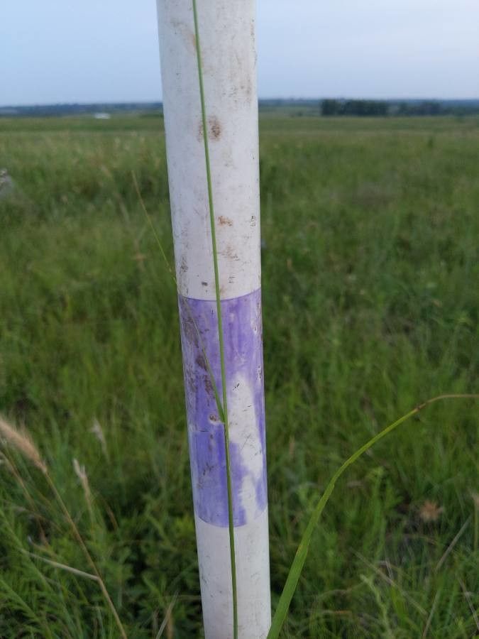 Bouteloua curtipendula bark