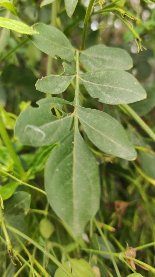 Jasminum grandiflorum