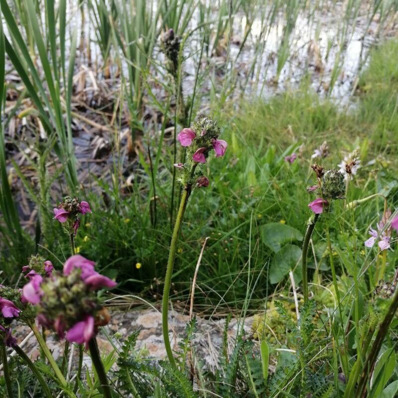 Pedicularis mixta flower