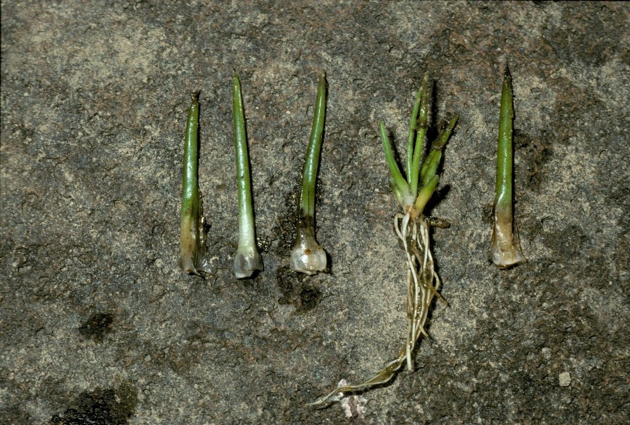 Isoetes savatieri — search result for 'Isoetes'