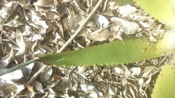Aloe tomentosa leaf