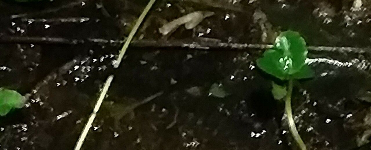 Hydrocotyle umbellata bark