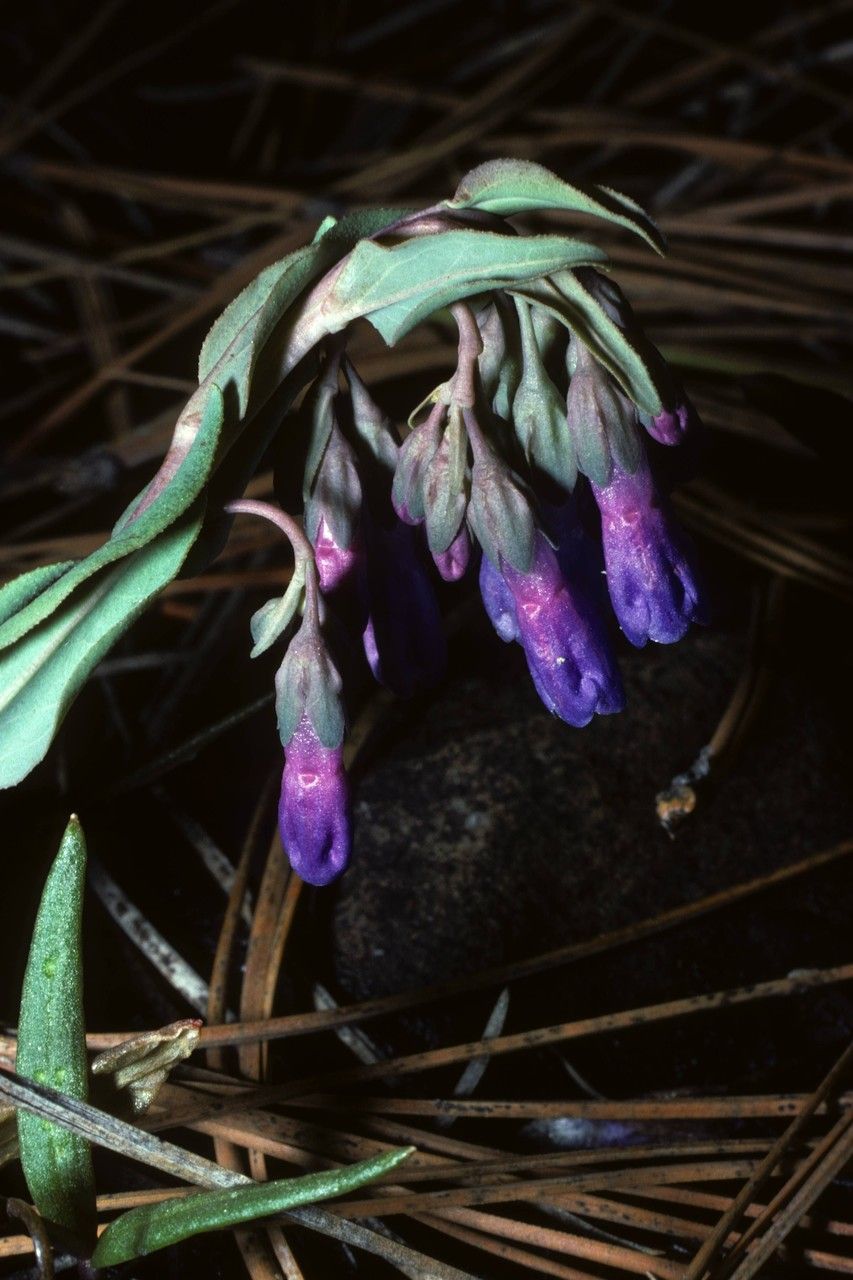 Mertensia macdougalii — search result for 'Mertensia'