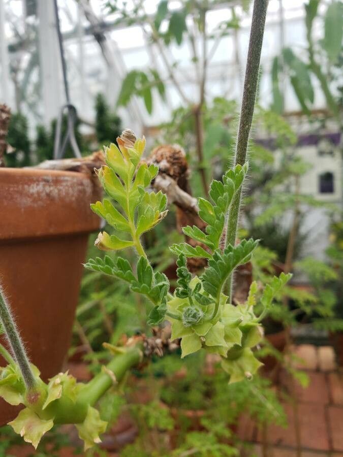 Pelargonium fulgidum — search result for 'Malva'