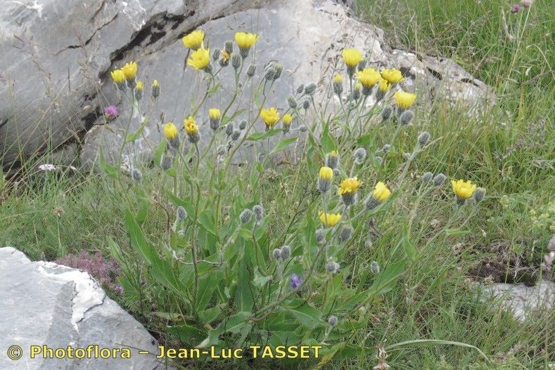 Hieracium chloropsis habit