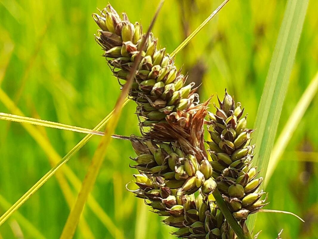 Carex hartmanii flower