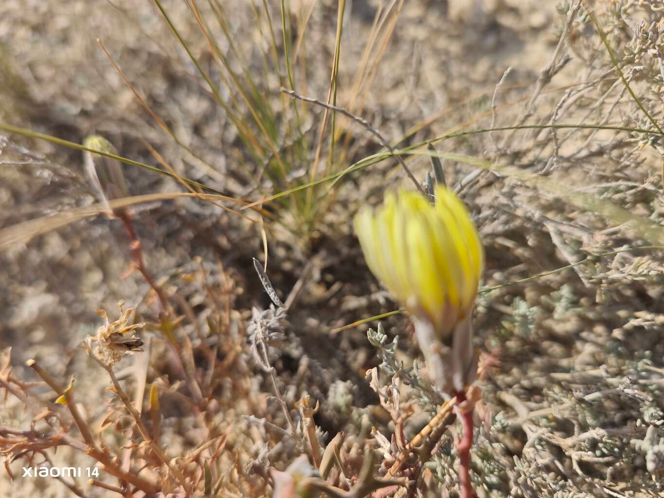 Launaea pumila flower