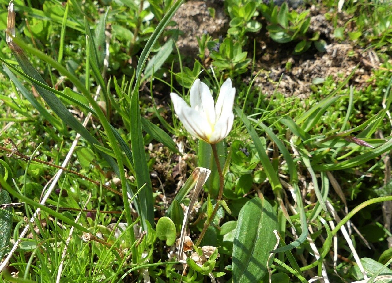 Gagea serotina habit