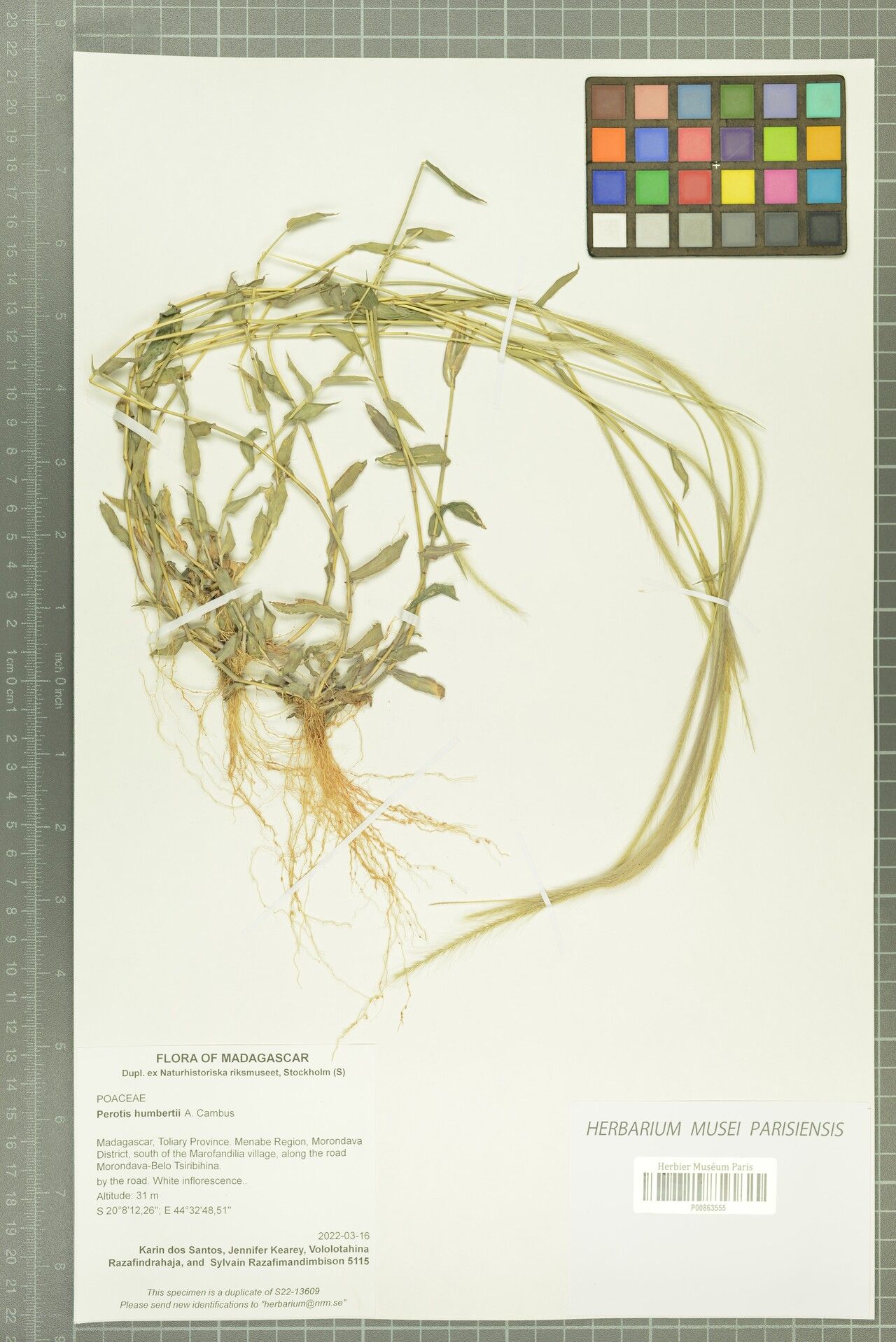 Perotis humbertii — related species from the same genus