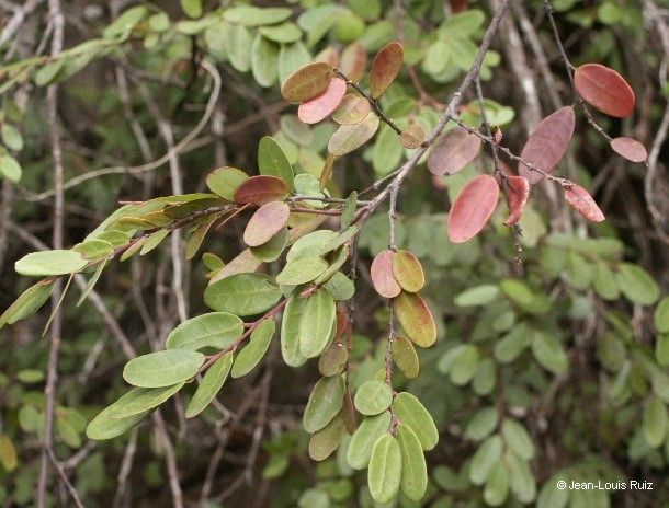 Phyllanthus tiebaghiensis habit