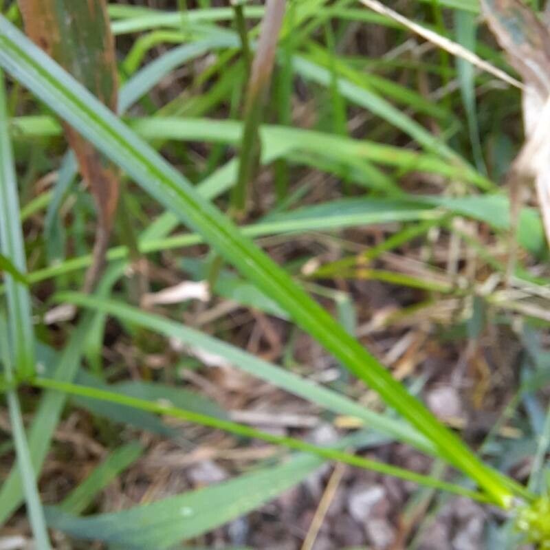 Carex lurida leaf
