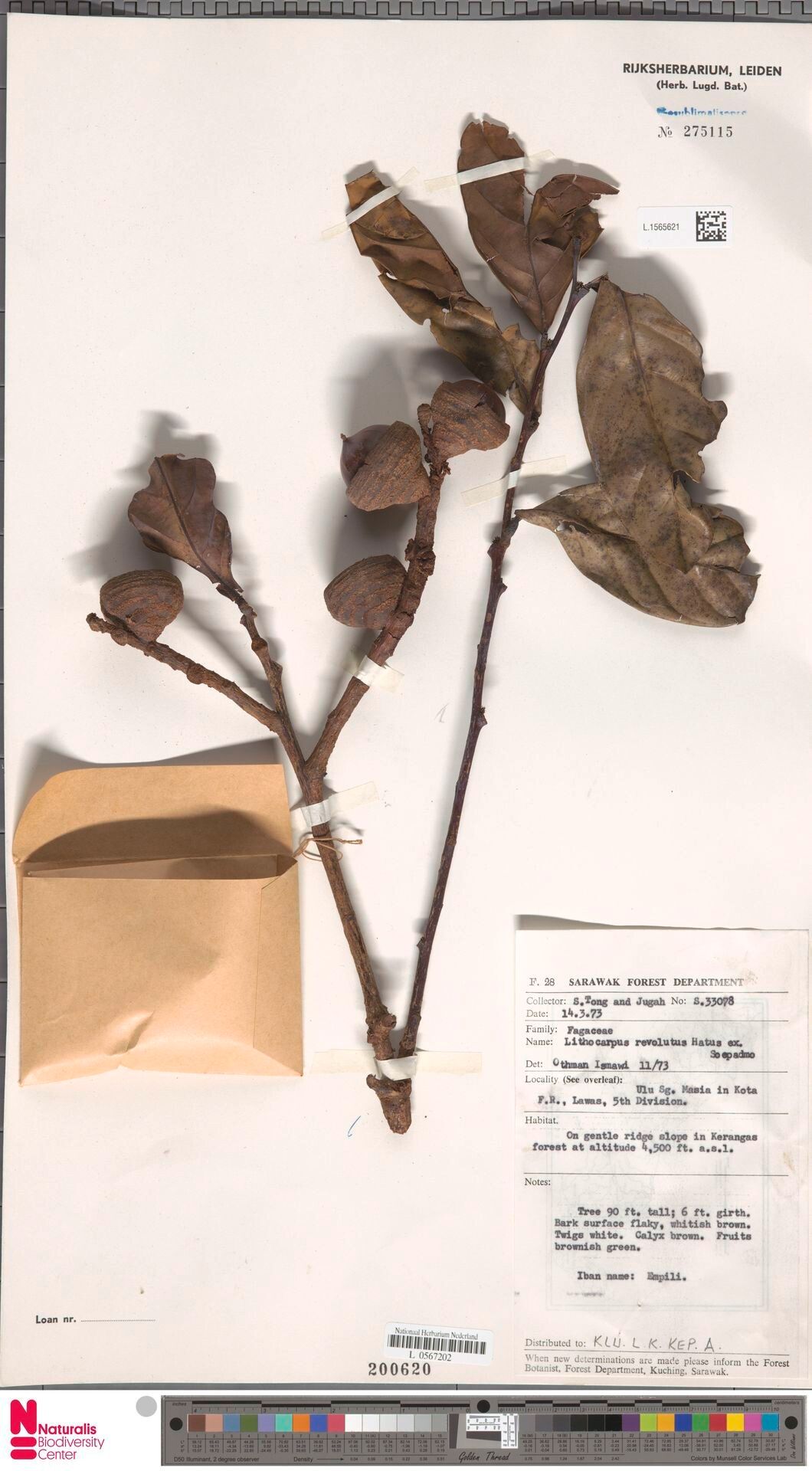 Lithocarpus revolutus — houseplant care guide