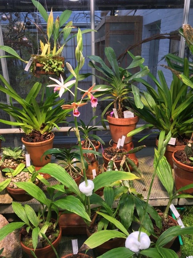 Calanthe wallichii habit