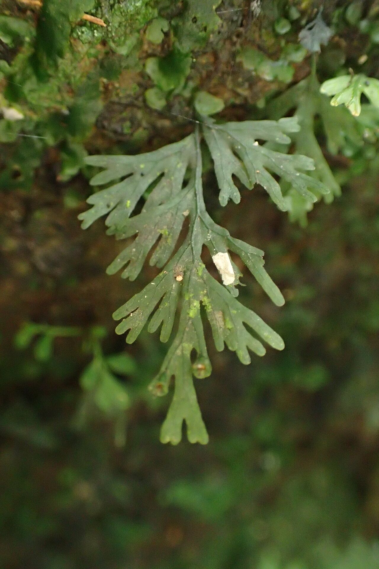 Trichomanes diaphanum — houseplant care guide